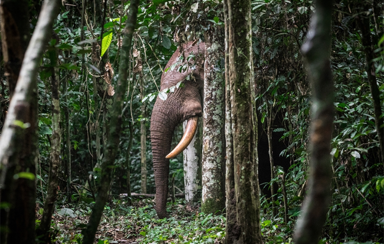 Forest Elephant © Scott Ramsay/WCS